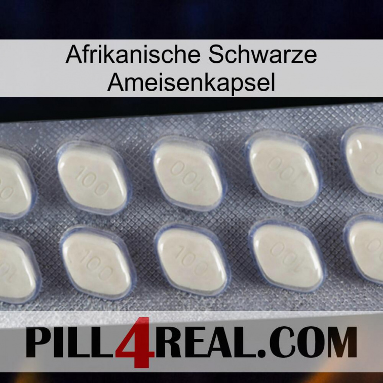 Africa Black Ant Capsule 08